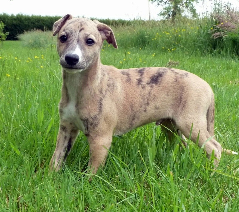 Photos de nos whippets ( ou autres lévriers ) bébés ...avant leurs 2 mois !  10321010