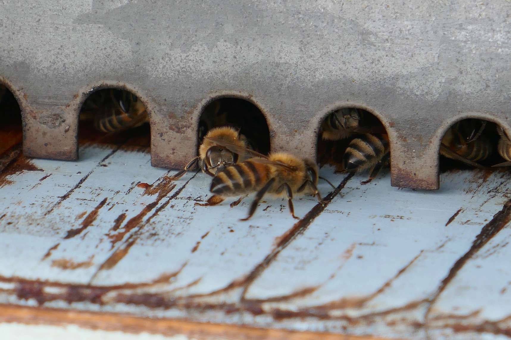 Les petites abeilles du jardin. P1140218