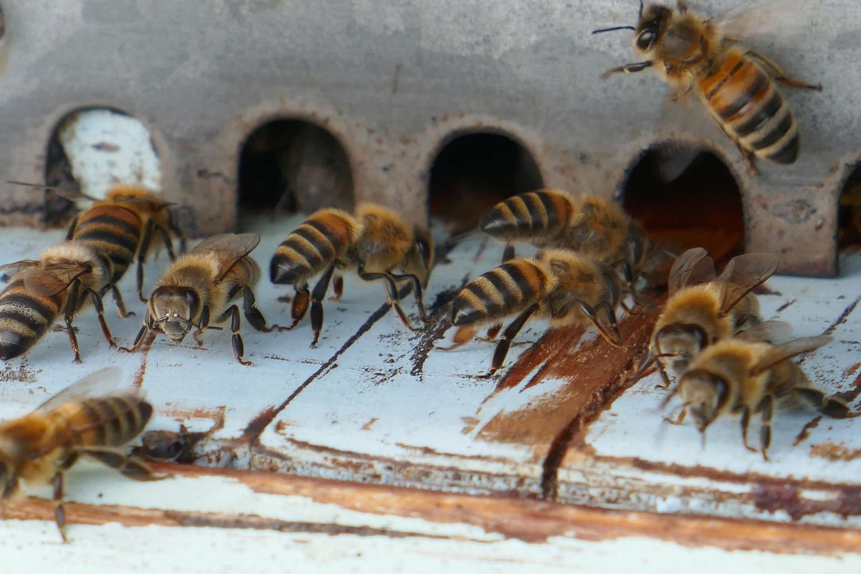 Les petites abeilles du jardin. P1140219
