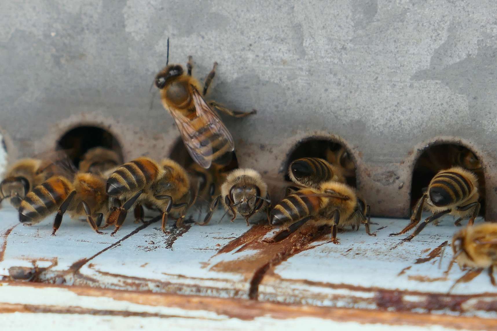 Les petites abeilles du jardin. P1140220