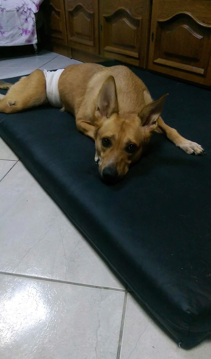 REXX - Loulou handicapé né en 2014 env. (Bucarest) - URGENT Img_0524
