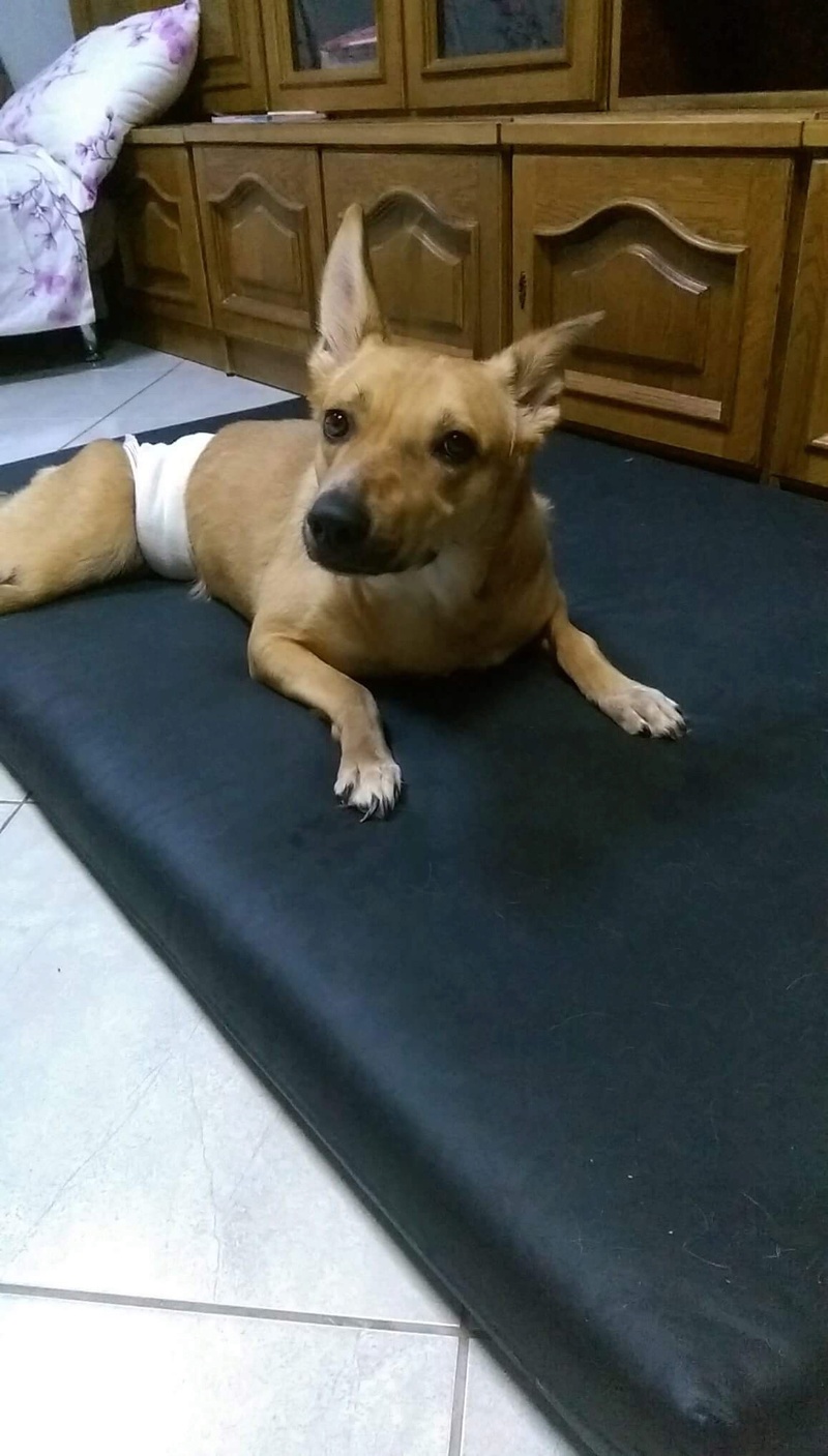 REXX - Loulou handicapé né en 2014 env. (Bucarest) - URGENT Img_0525
