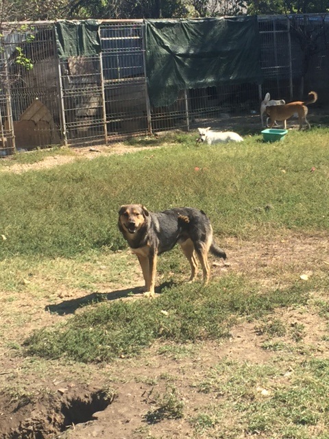 SHADOW - Chien mâle croisé Berger, né en juin 2016 (CARMINA) Img_0532