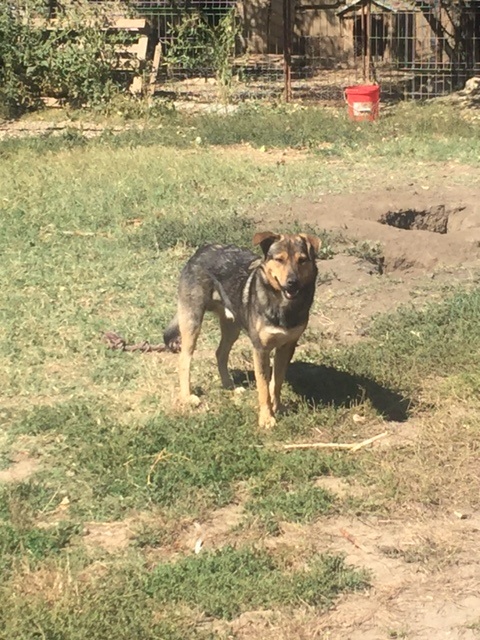 SHADOW - Chien mâle croisé Berger, né en juin 2016 (CARMINA) Img_0533