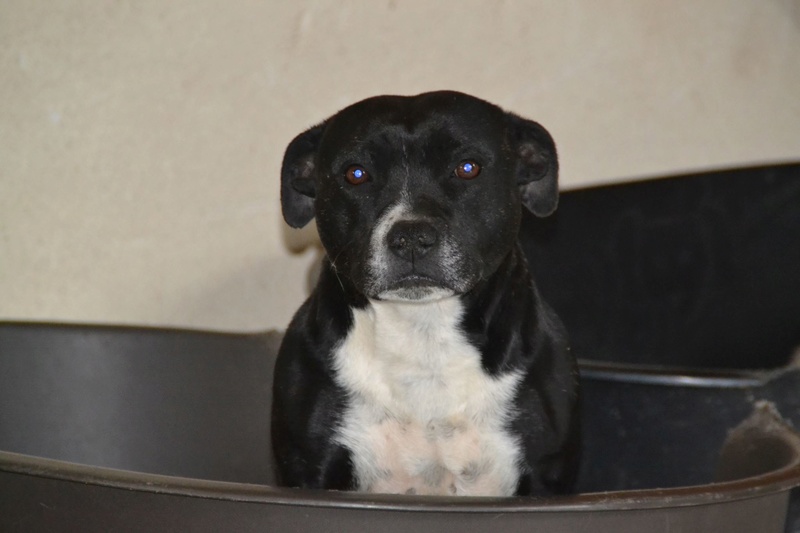 Noune Staffie noire femelle 5 ans Galgo_10