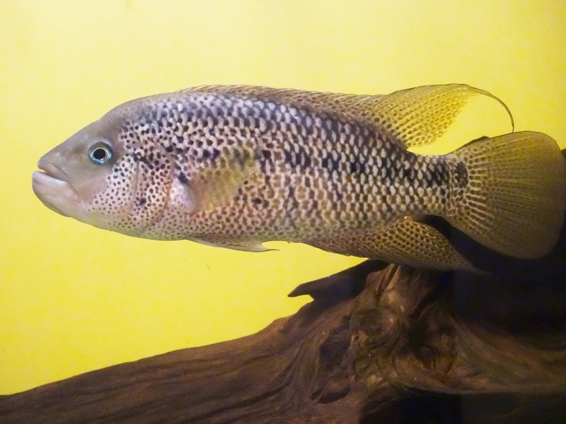 Parachromis motaguensis Rio Blanco Dsc08814