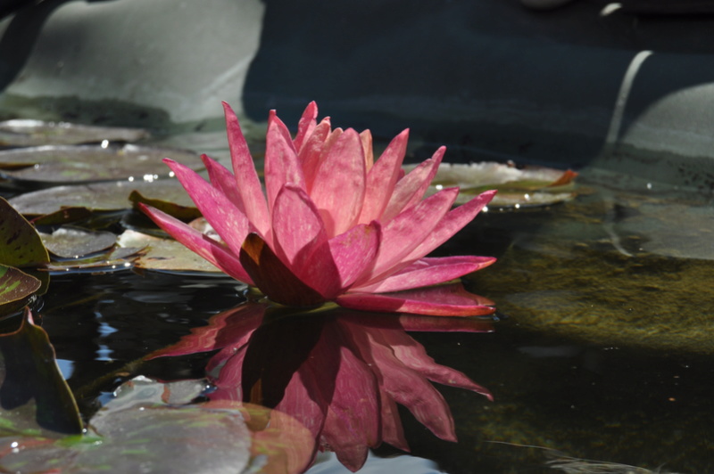 Liste des nenus et lotus de Enomis Dsc_0115