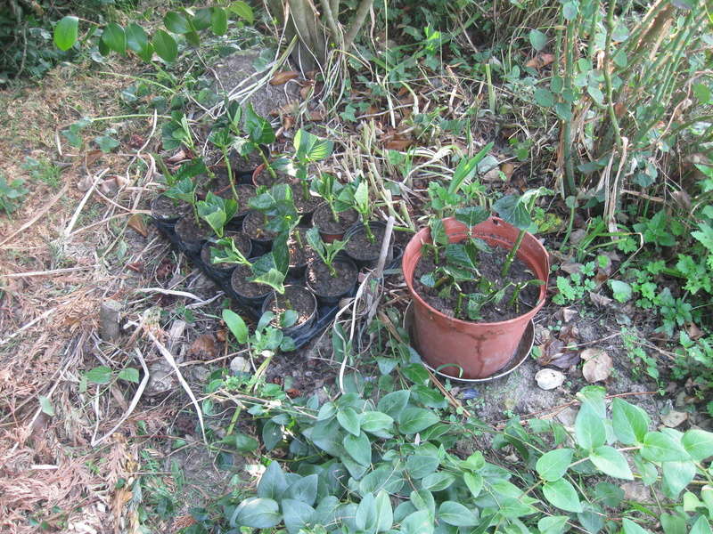 Boutures d'Hortensias  Horten11