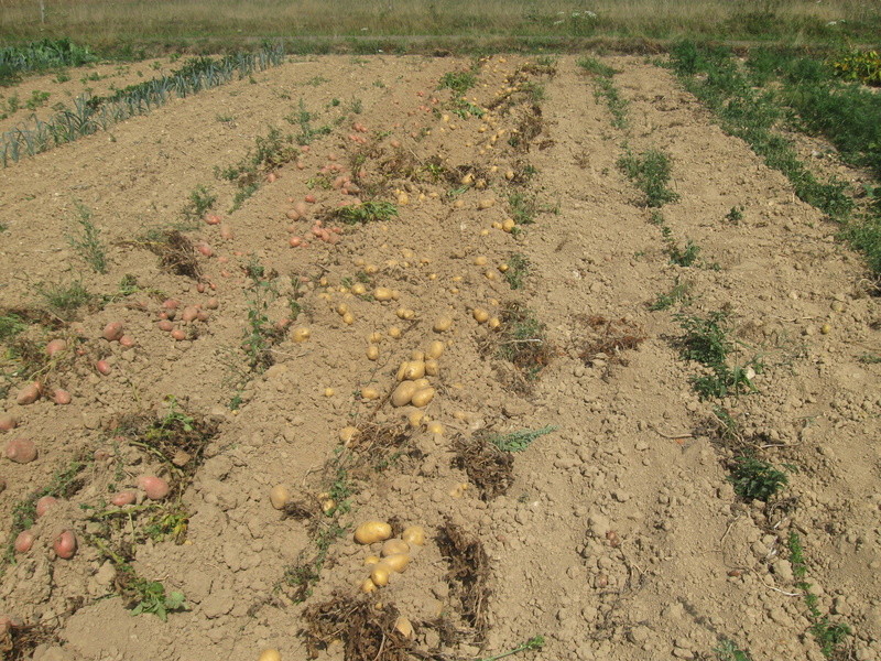 Dernière arrachage de pommes de terre  Pommes22