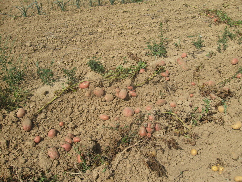 Dernière arrachage de pommes de terre  Pommes23