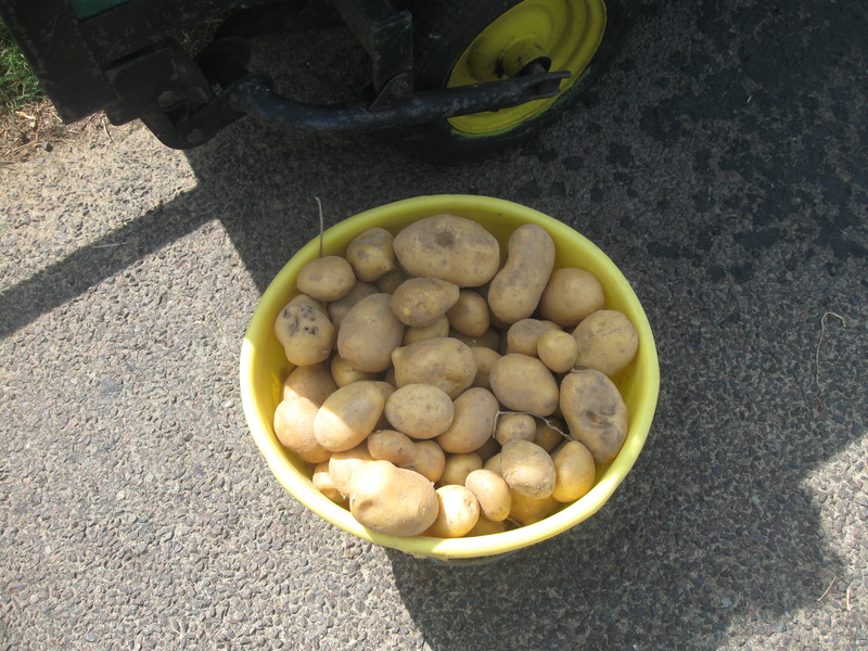 Dernière arrachage de pommes de terre  Pommes24