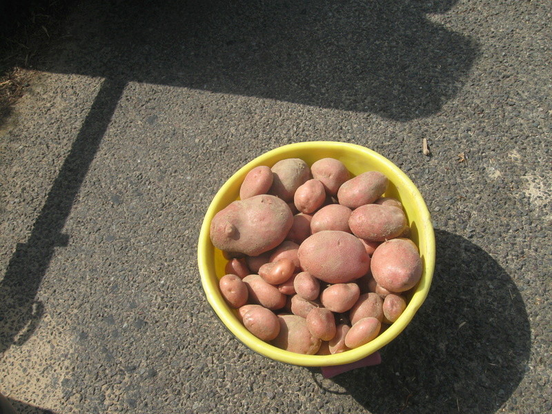 Dernière arrachage de pommes de terre  Pommes25