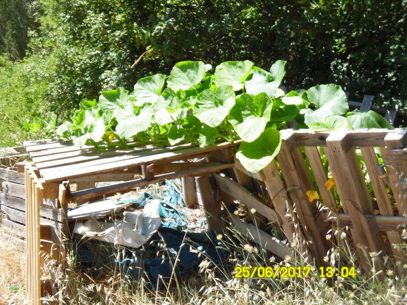 Dans mon composteur  Courge10