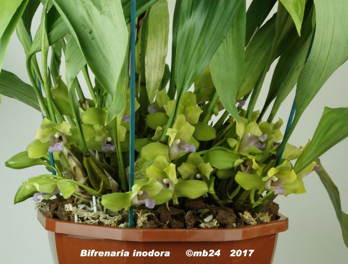 Bifrenaria inodora Bifren11