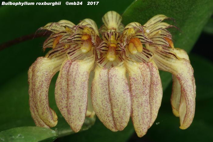 Bulbophyllum roxburghii Bulbop13