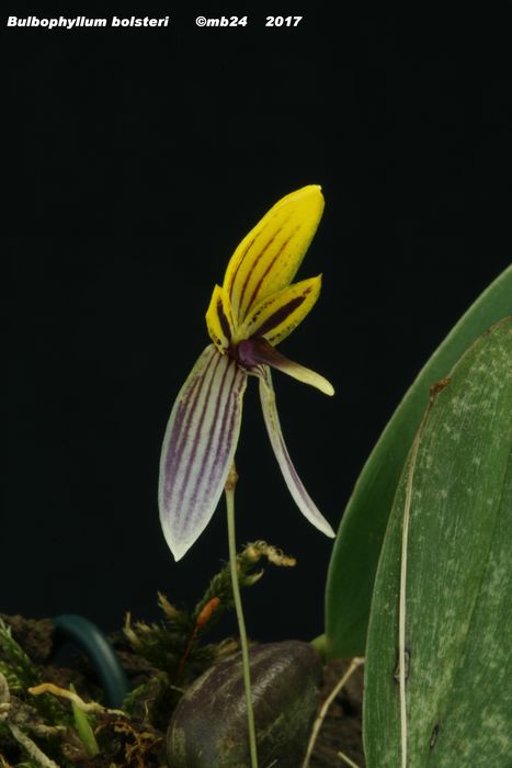 Bulbophyllum bolsteri Bulbop16