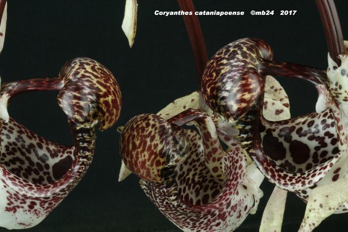 Coryanthes cataniapoense Coryan10