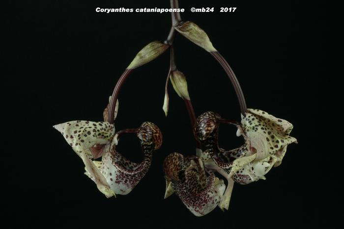 Coryanthes cataniapoense Coryan12