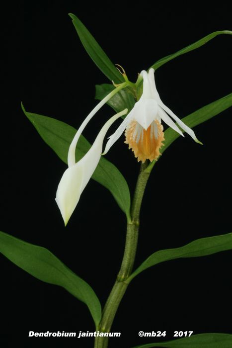 Dendrobium chapaense (synonyme jaintianum ) Dendro10