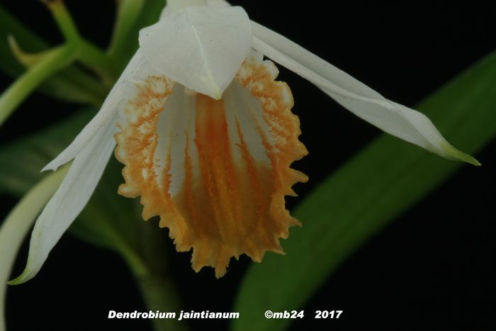 Dendrobium chapaense (synonyme jaintianum ) Dendro11