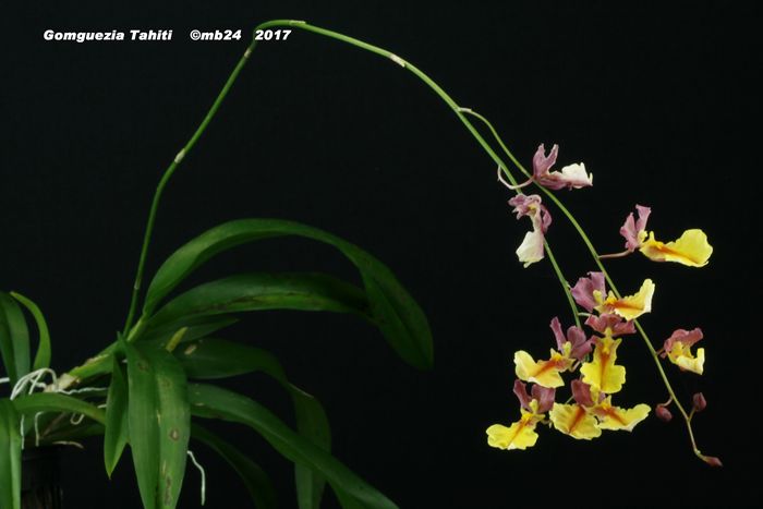 Gomguezia Tahiti  (Gomesa flexuosa x Rodriguezia lanceolata ) Gomgue12