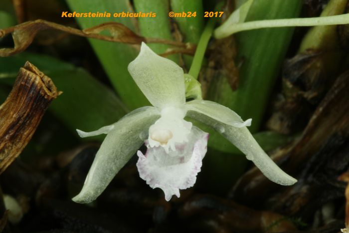 Kefersteinia orbicularis  Kefers14