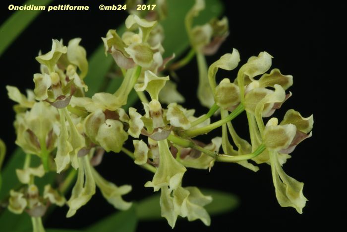 Oncidium peltiforme Oncidi13