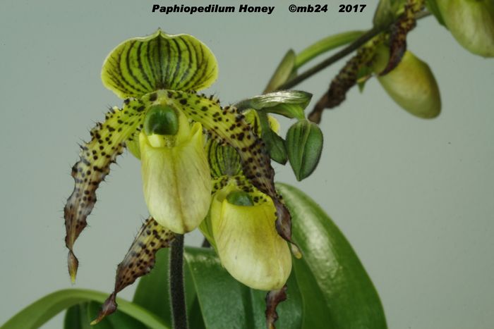 Paphiopedilum Honey Paphio11