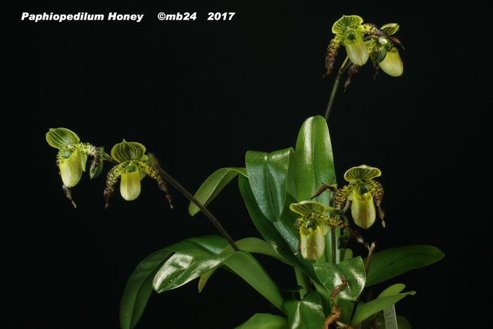 Paphiopedilum Honey Paphio12