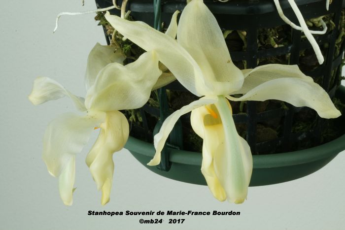 Stanhopea Souvenir de Marie-France Bourdon Stanho35