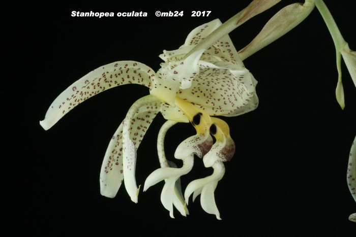 Stanhopea oculata Stanho38