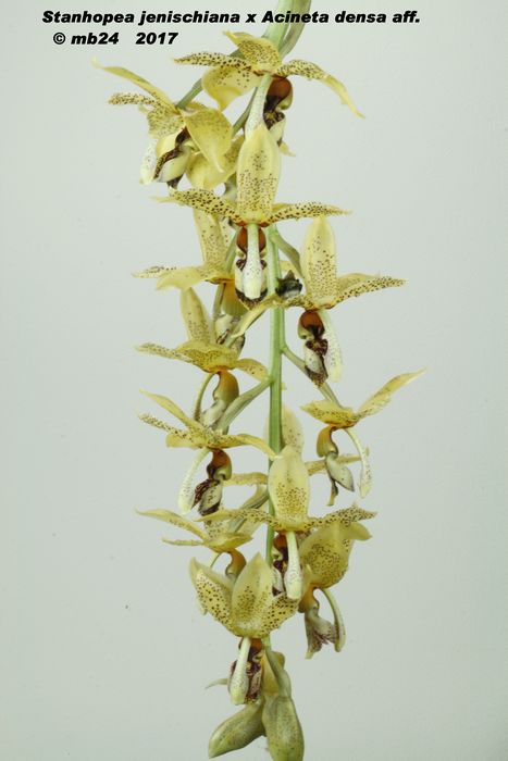 Aciopea (Stanhopea jenischiana x Acineta densa aff. ) Stanho40