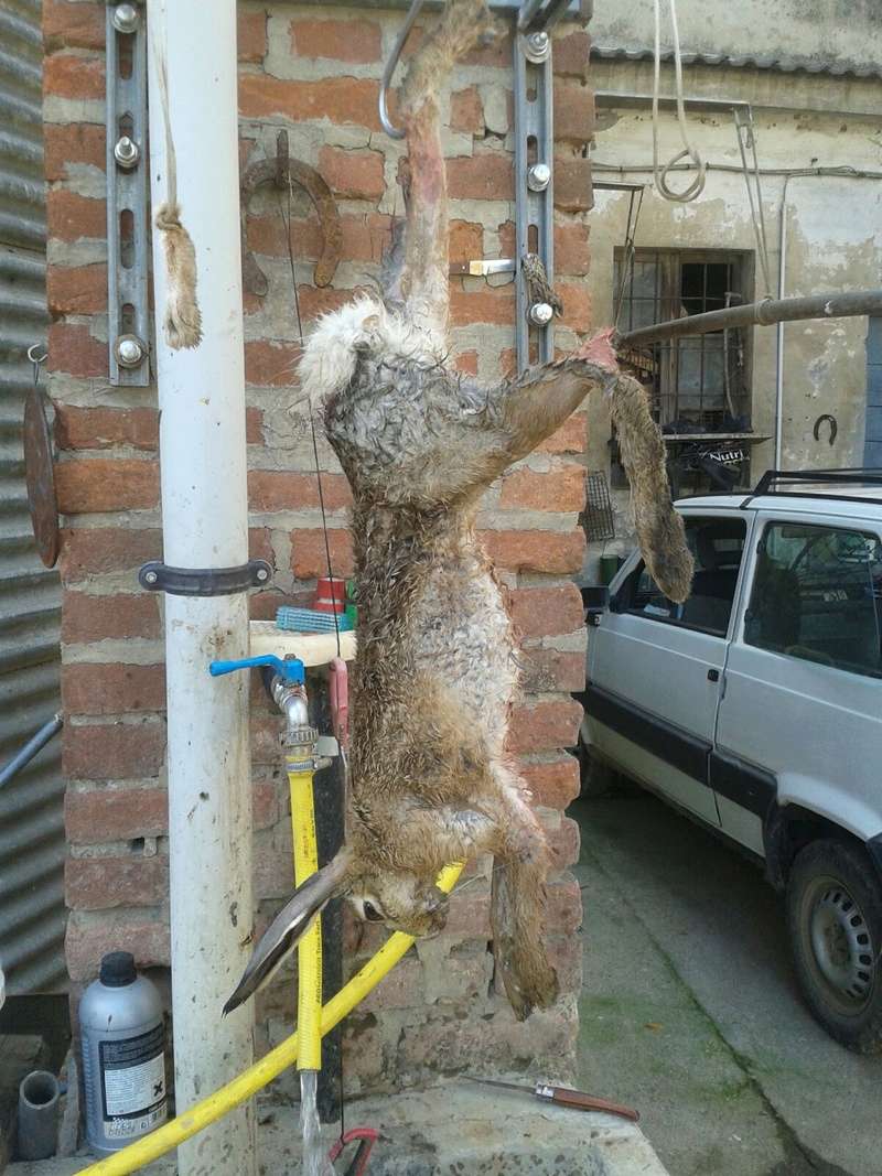 Caccia: le vostre esperienze nella vita reale - Pagina 7 27-0910