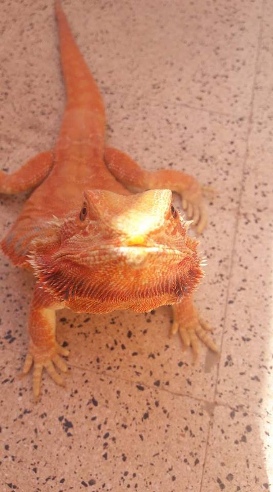 Pogona faible, difficulté à se déplacer. - Page 4 Francs10