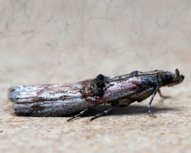 Micros 23 08 2017 La Richardais [Parectopa ononidis,Nephopterix angustella,Eupoecilia angustana,Celypha lacunana] Nephop10