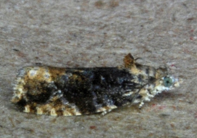 Langourla 10 07 2017 [Acleris emargana,Hypatima rhomboidella,Apotomis betulana,Zeiraphera isertana,Eudemis profundana,Spilonota ocellana] O10