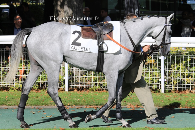 Photos Auteuil 23-09-2017 5j6a6629