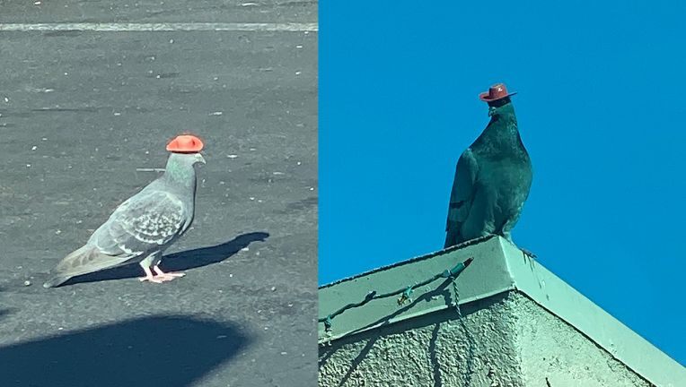 Someone’s gluing cowboy hats on pigeons in Vegas Pigeon10
