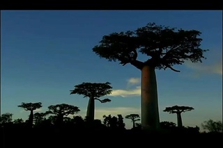 Madagaszkár (Madagascar) 2011 DVDRip x264 Hun mkv (12) Madaga13