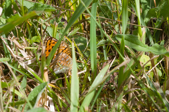 [Argynnis aglaja] Le grand nacré est là ! et ponte sur Viola riviniana Light_16