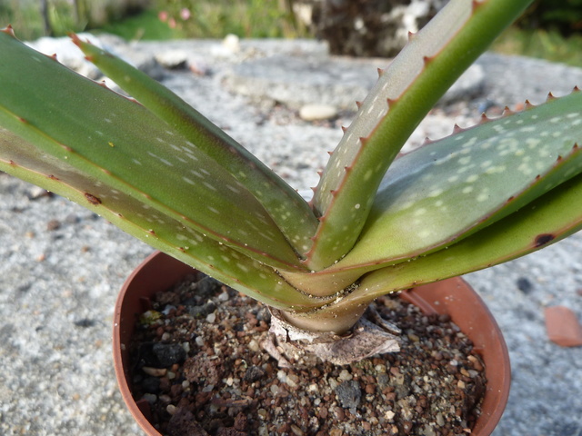 Aloe sp. 'Haina' ? [identification à suivre] 10210
