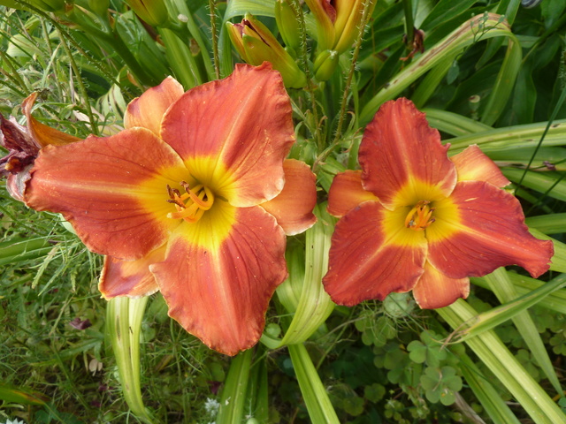 Hemerocallis - des variétés - Page 6 Chef_i10