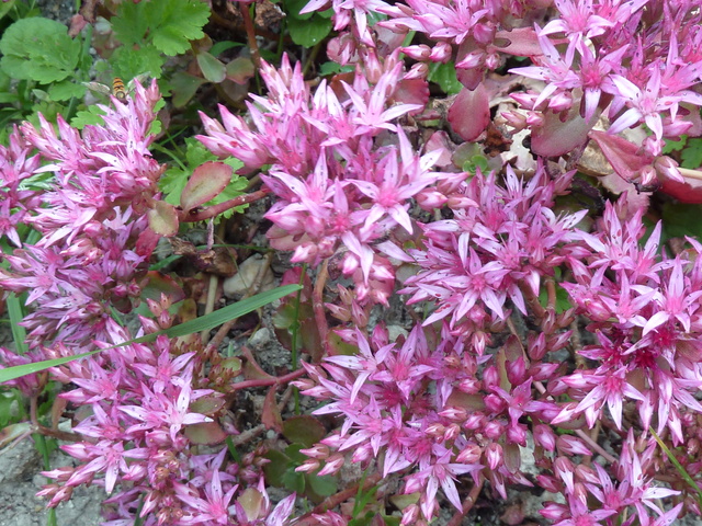 Collection de Sedum et assimilés P1050910