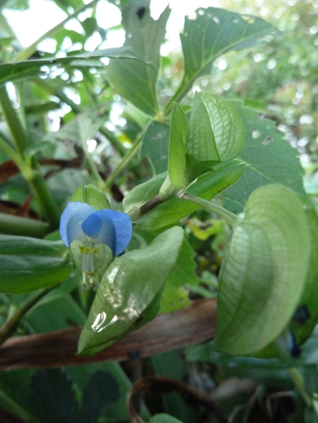 Commelina communis - comméline commune P1130510