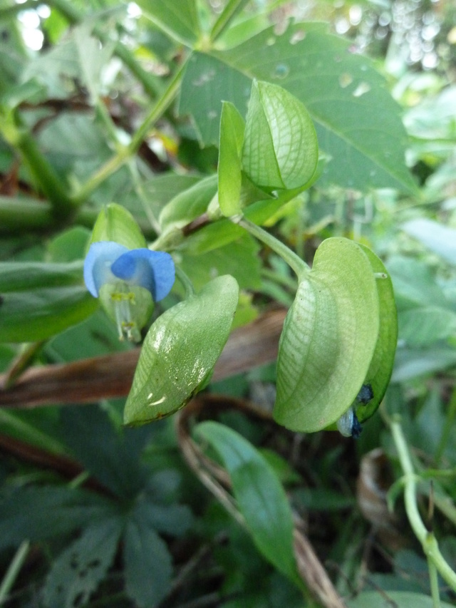 Commelina communis - comméline commune P1130511