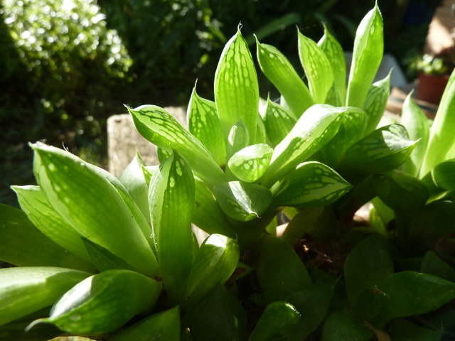 Haworthia, les belles du jour P1320612