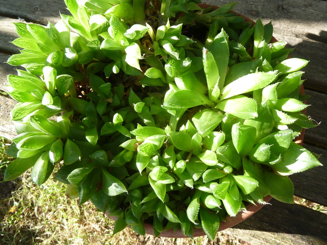 Haworthia, les belles du jour P1320613