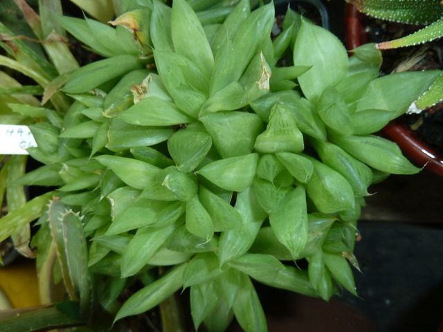 Haworthia, les belles du jour P1320711