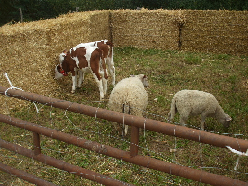 39 La Loye fête des battages 13 août 2017 Dscf0620