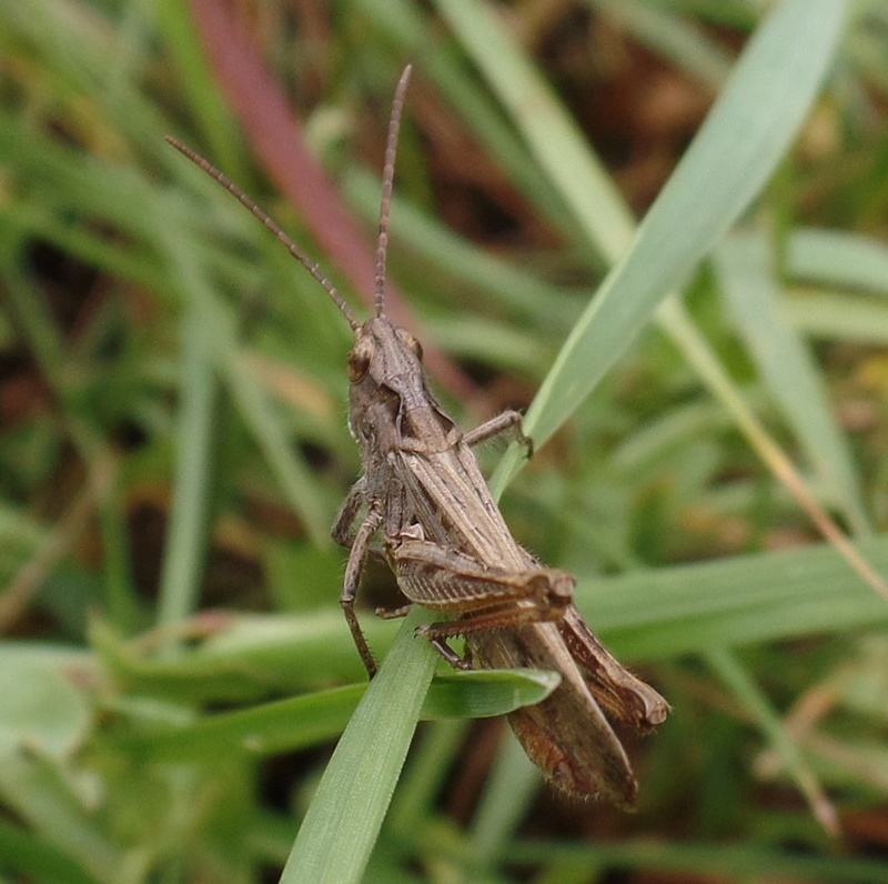 [Chorthippus cf. biguttulus] Acrididae 2nd Acridi15